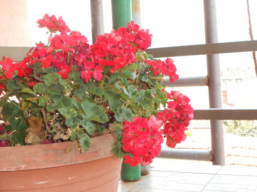 מוסטר Apartments & Hostel Zdrava Hrana מראה חיצוני תמונה